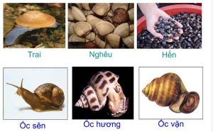 sự đa dạng của ngành thân mềm