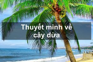 thuyết minh về cây dừa