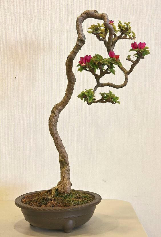 Tản mạn về “dáng Văn Nhân” và kỹ thuật làm cành rơi - Top 10 cây bonsai dáng văn nhân trong triển lãm bonsai toàn quốc - Vuidulich.vn